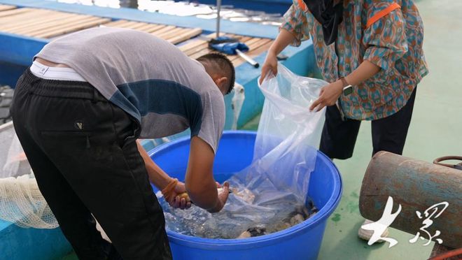 Leyu体育：高唐锦鲤万里挑一销售火爆“游”向全国各地(图4)