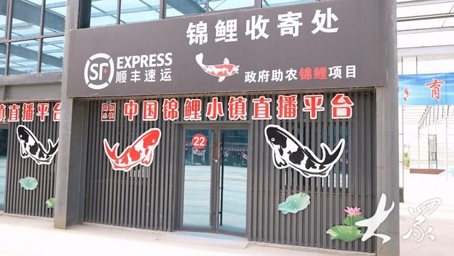 Leyu体育：高唐锦鲤万里挑一销售火爆“游”向全国各地(图5)