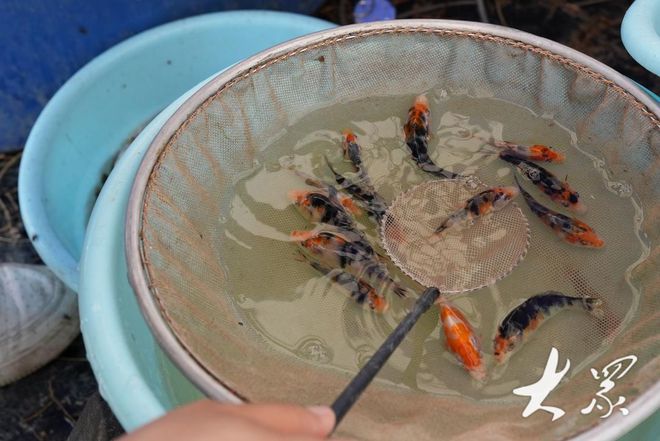 Leyu体育：高唐锦鲤万里挑一销售火爆“游”向全国各地(图2)