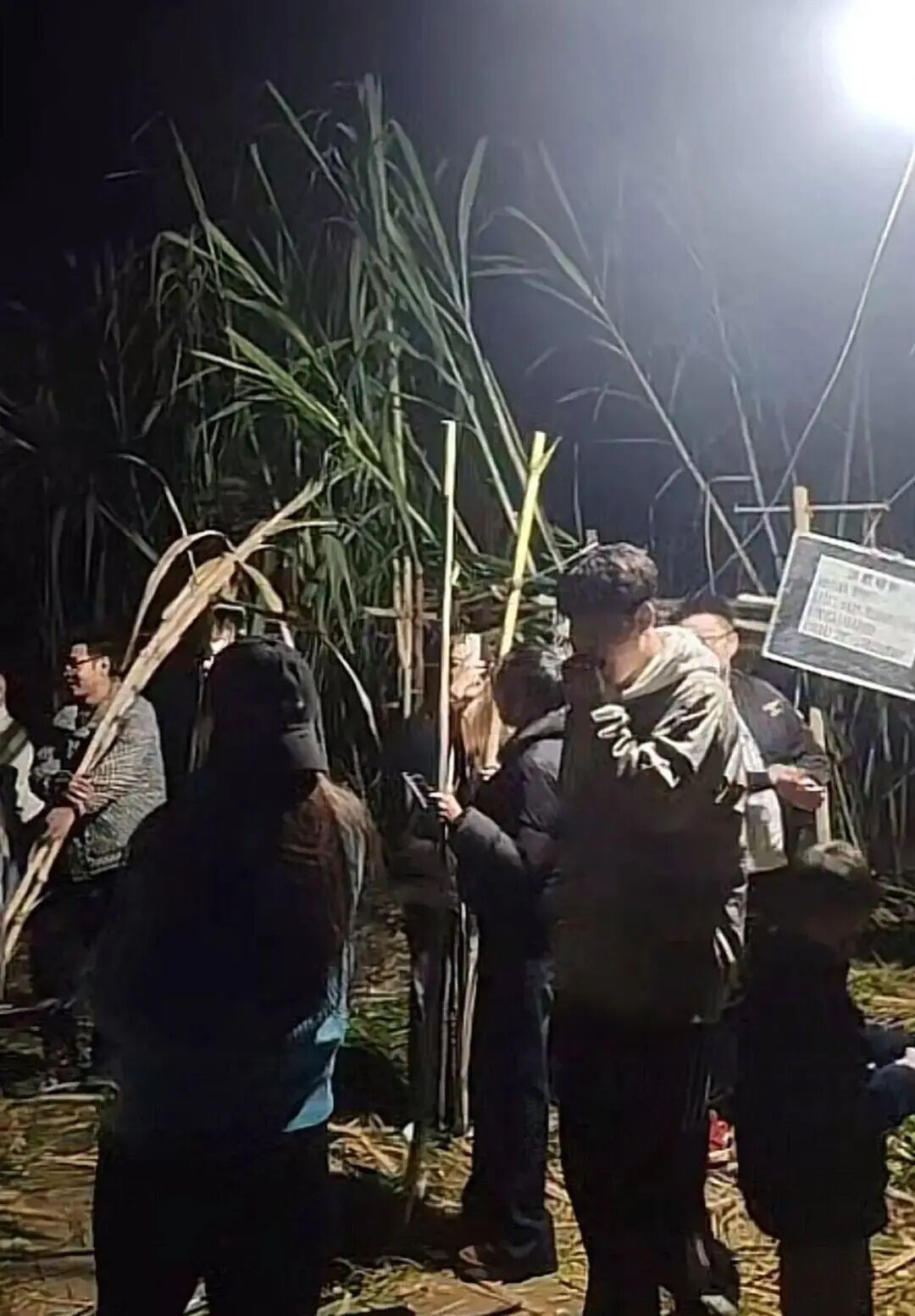 乐鱼体育：四川眉山“偷甘蔗农场”爆火！增设299元入场费后地里仍来了上千游客“偷甘蔗”被逮到的人要表演才艺老板：日销售有时近万元(图2)