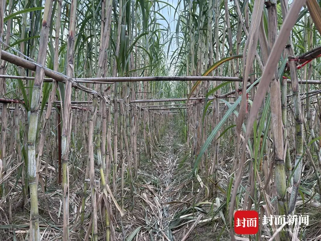 乐鱼体育：四川眉山“偷甘蔗农场”爆火！增设299元入场费后地里仍来了上千游客“偷甘蔗”被逮到的人要表演才艺老板：日销售有时近万元(图4)